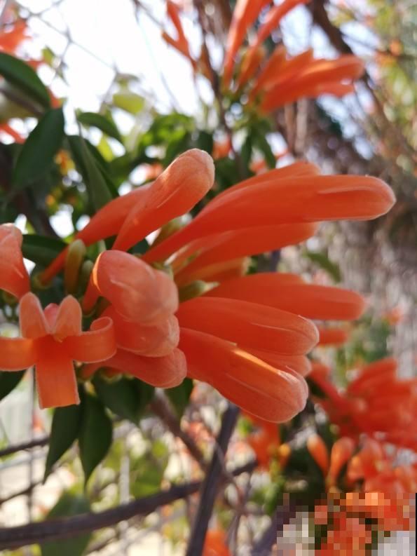 房顶上养了一株花，邻居叫我赶紧砍掉，真是为难！