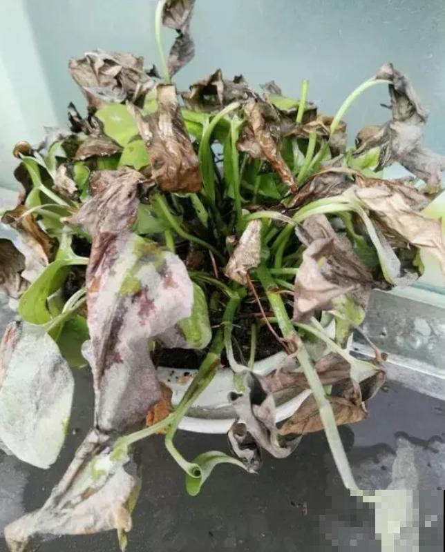 绿萝枯萎有原因，症状不同原因不同，看看你是哪错了！