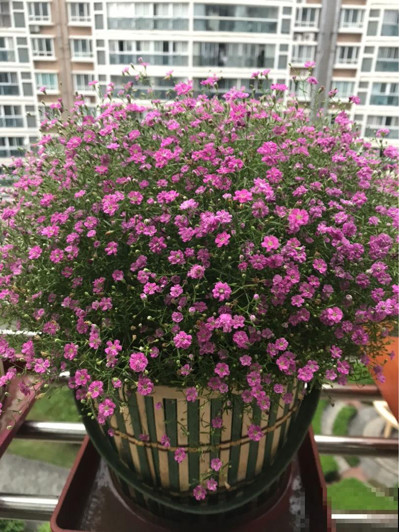 3种花特难养，不如直接插瓶里，更容易养护