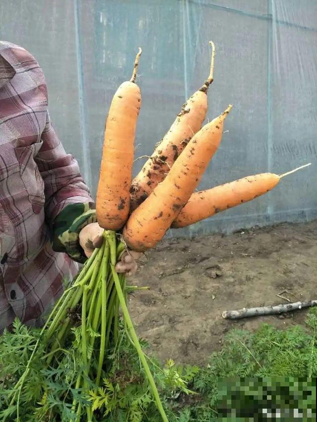 我想有个菜园子,秋天结满新鲜蔬菜,现在正收获! 我想有个菜园子,秋天结满新鲜蔬菜,现在正收获!