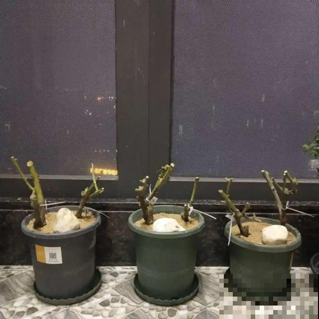 不长叶不长枝的花别买，都是骗人的，养不活浪费钱