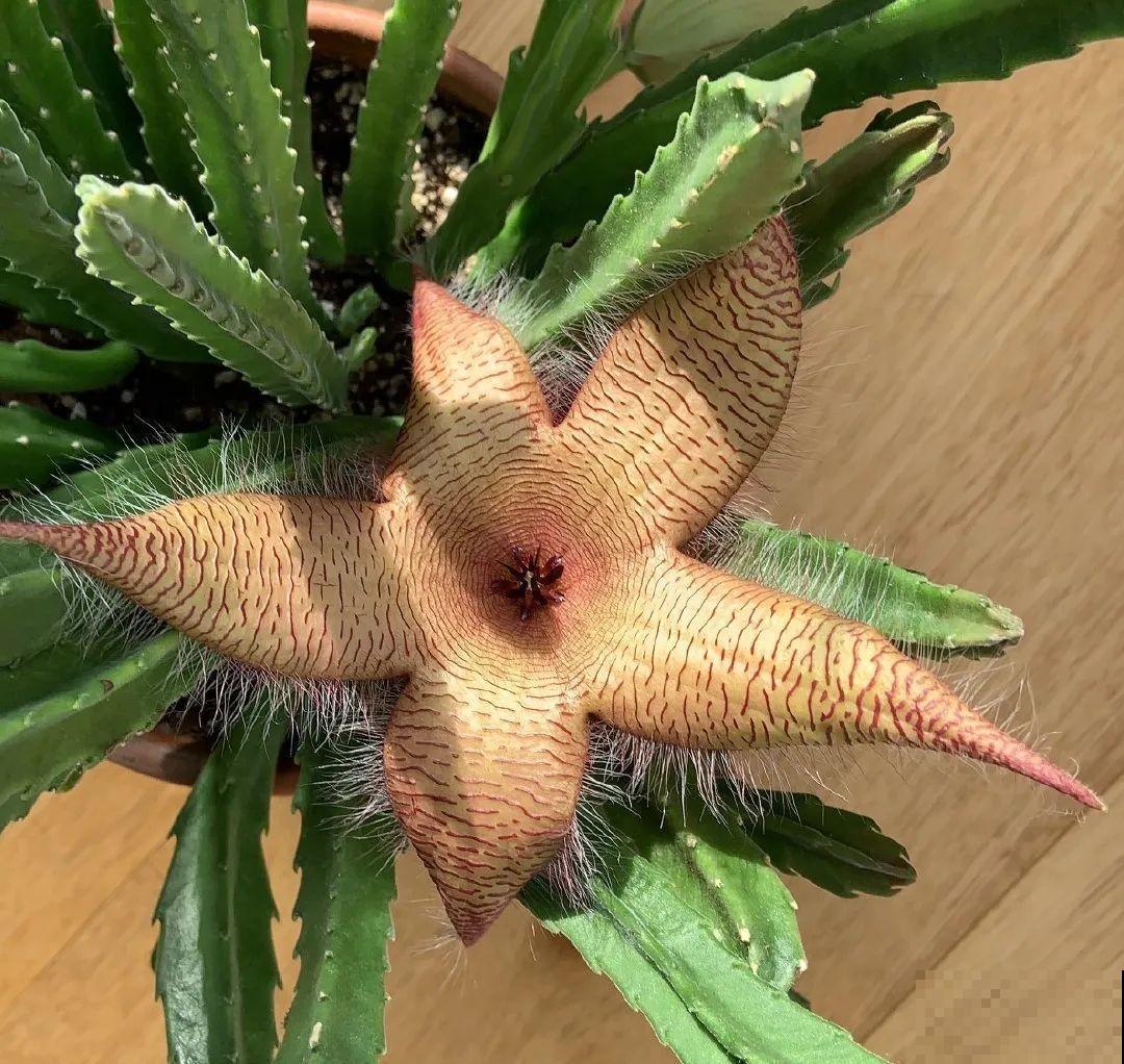 1种花叫大花犀角，闻久了头晕，家里养要小心！