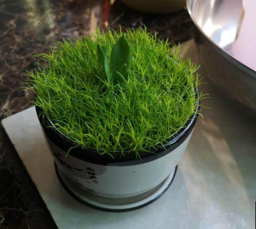 爱尔兰苔藓和苔藓长得像，不一样，搞错闹笑话！