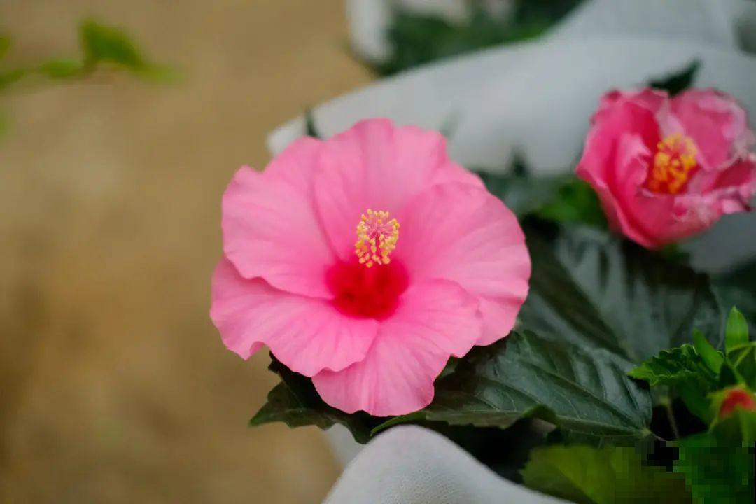 逛花市必买的花，十月入手刚刚好，不买亏大了！