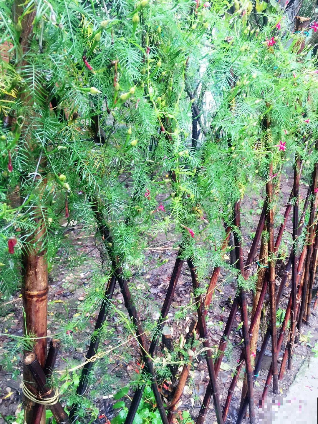 救命！入侵植物爬进院子，三年都杀不完！