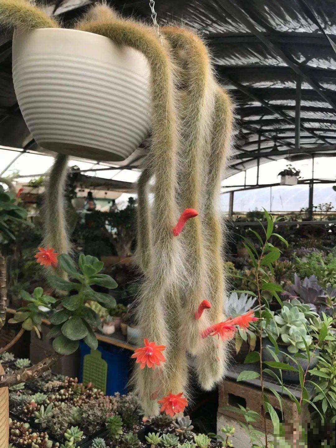 花盆里挖出一堆“蚕”，原来还能吃，味道清脆爽口