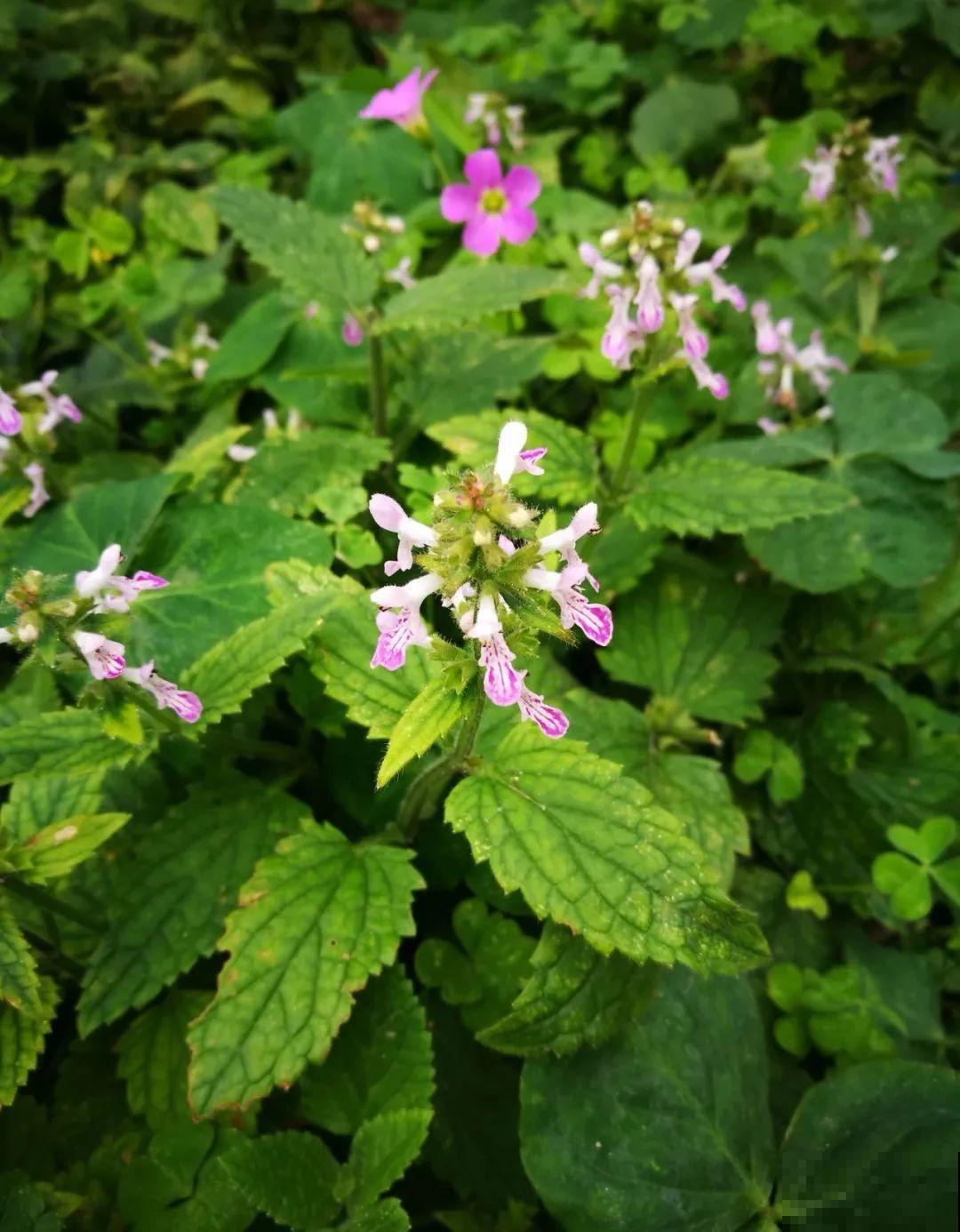 花盆里挖出一堆“蚕”，原来还能吃，味道清脆爽口