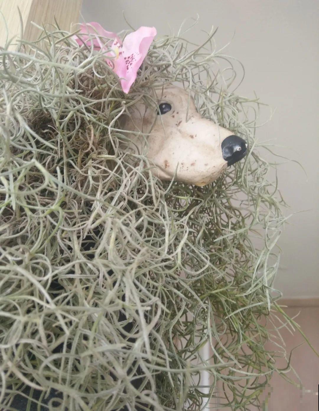 家里养棵球兰，开花漂亮，香味浓郁