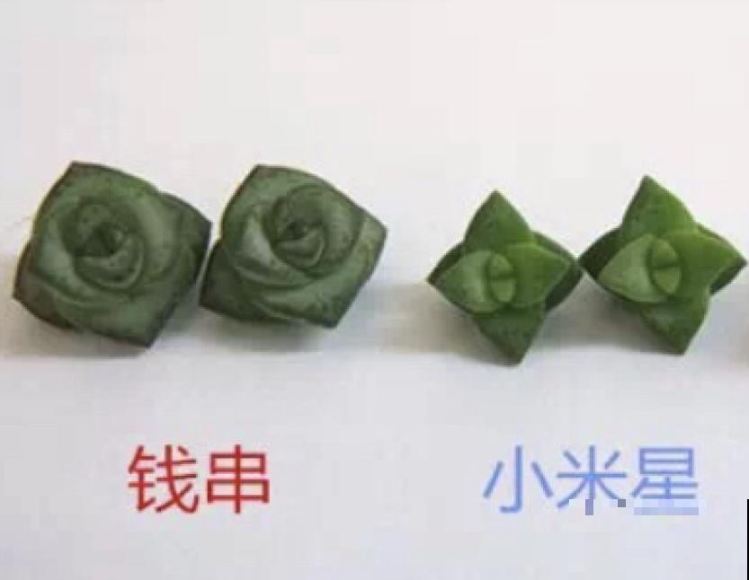 小米星和钱串长得像,4点细节可以区分,不再搞混! 小米星和钱串长得像,4点细节可以区分,不再搞混!