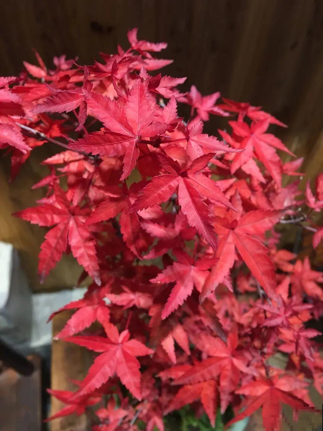 一种花名叫红舞姬,叶子红彤彤,养在家里红红火火 一种花名叫红舞姬,叶子红彤彤,养在家里红红火火