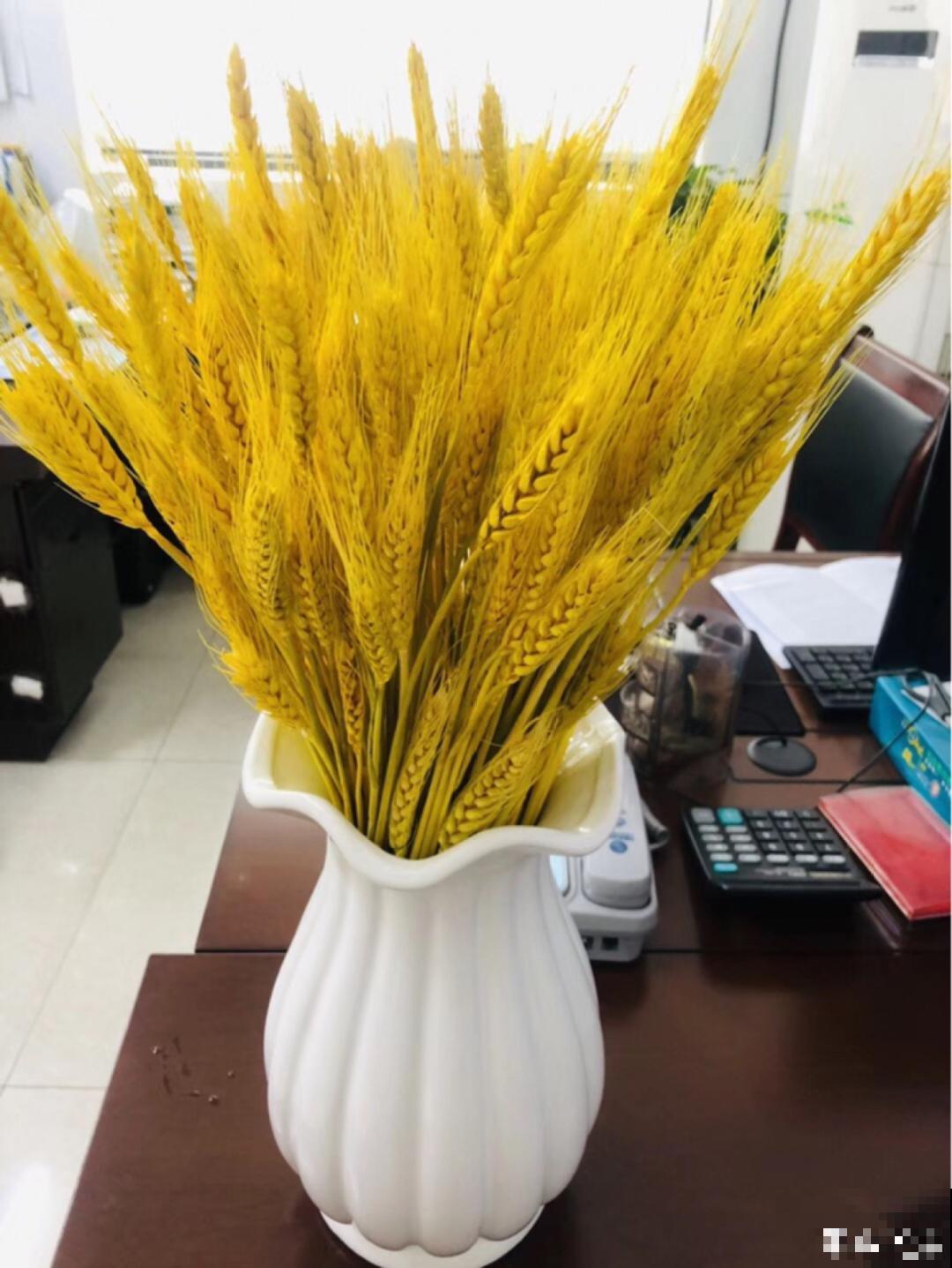 水培花只用水养，根系长得旺，太牛了！