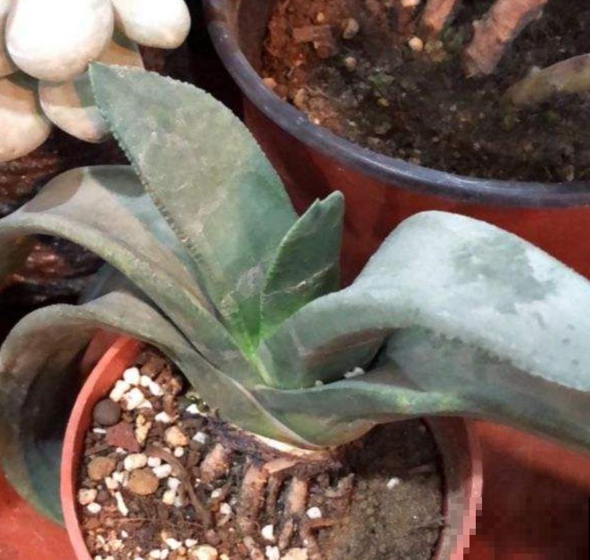 多肉卧牛,丑萌丑萌的,养起来超省心! 多肉卧牛,丑萌丑萌的,养起来超省心!