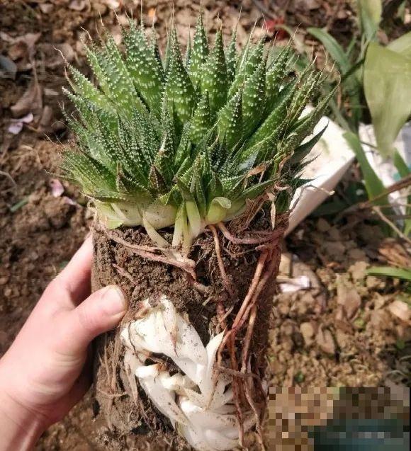 花上长了这个,再不换盆,就要憋死了! 花上长了这个,再不换盆,就要憋死了!