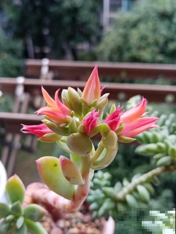 多肉开花还挺美，据说花败之后多肉必死，是真的吗？