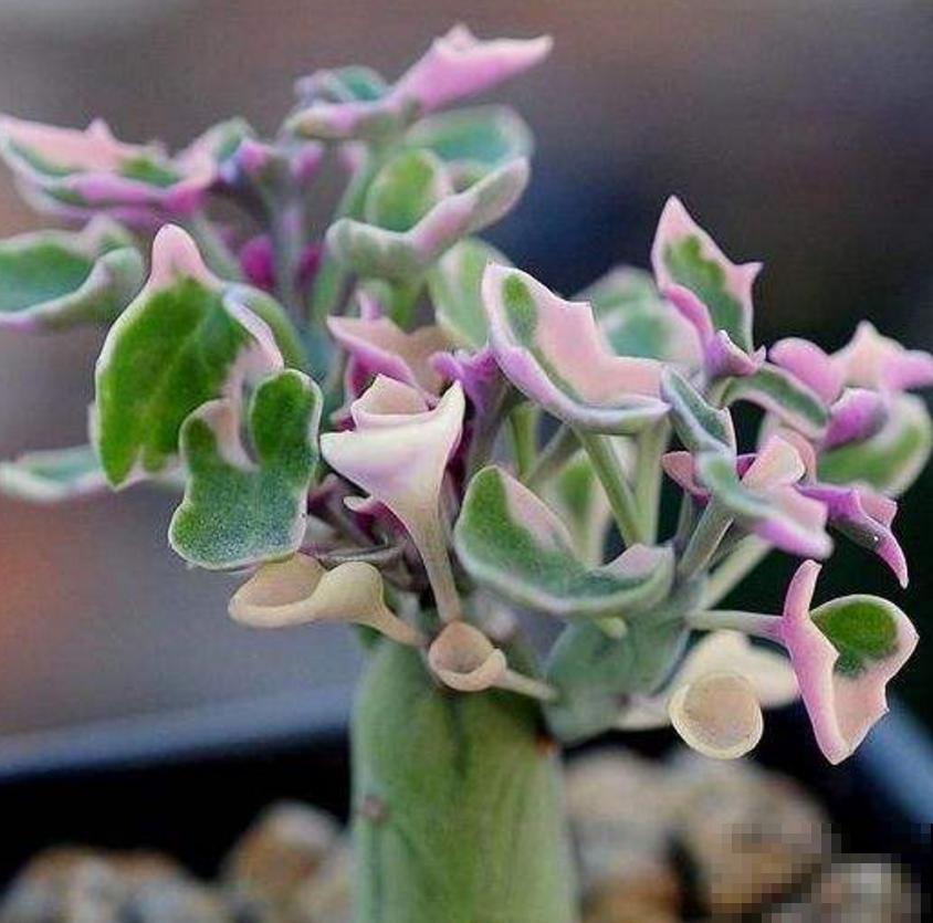 秋天养棵七宝树，长得像黄瓜，冬天开出小黄花！