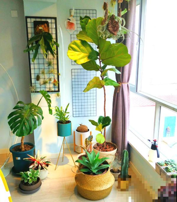 植物命名的5种方式,新奇有趣! 植物命名的5种方式,新奇有趣!