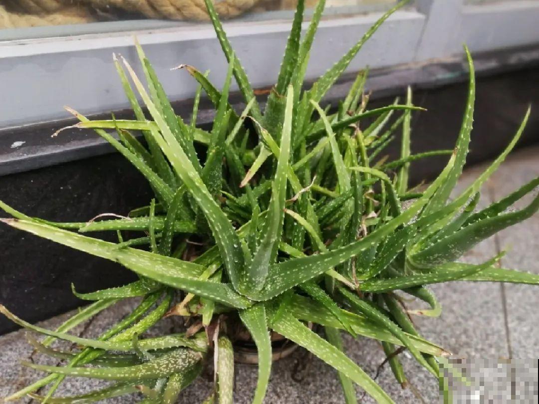 花上长了这个,再不换盆,就要憋死了! 花上长了这个,再不换盆,就要憋死了!