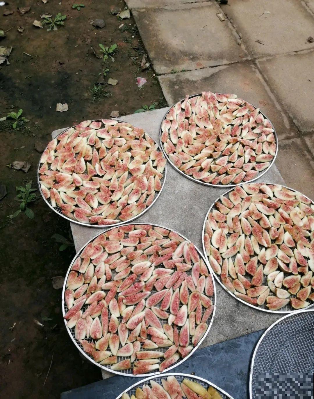 秋天硕果大丰收,吃不完的晒一晒,做成果干更香甜 秋天硕果大丰收,吃不完的晒一晒,做成果干更香甜