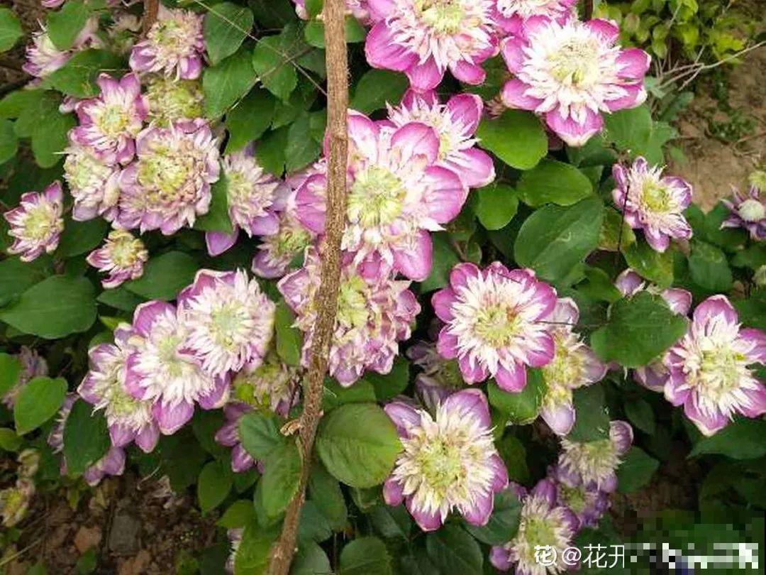 现在开始埋冬肥了,月季补一补,明年满枝爆花! 现在开始埋冬肥了,月季补一补,明年满枝爆花!