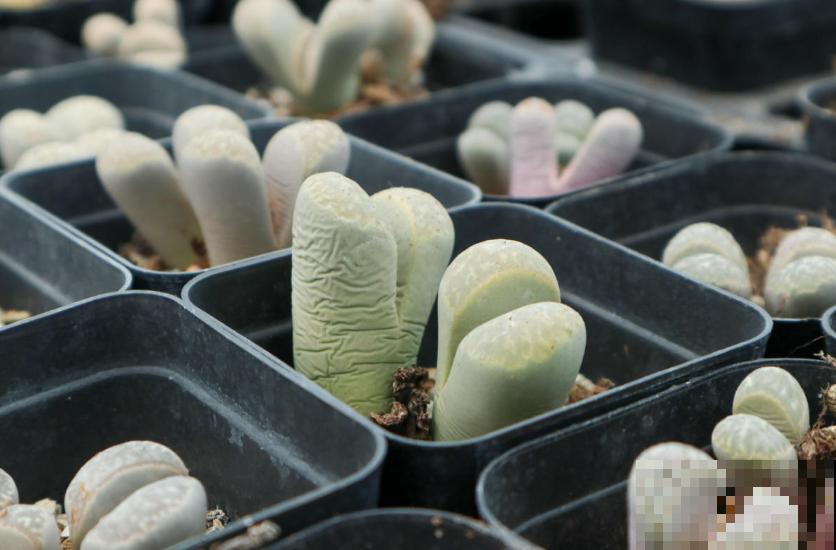 生石花蜕皮期特要紧，注意这3点，长成拳头大！