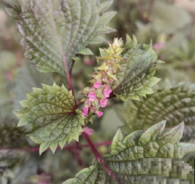 紫苏是个好东西，能吃能入药，当成绿植也很美观！