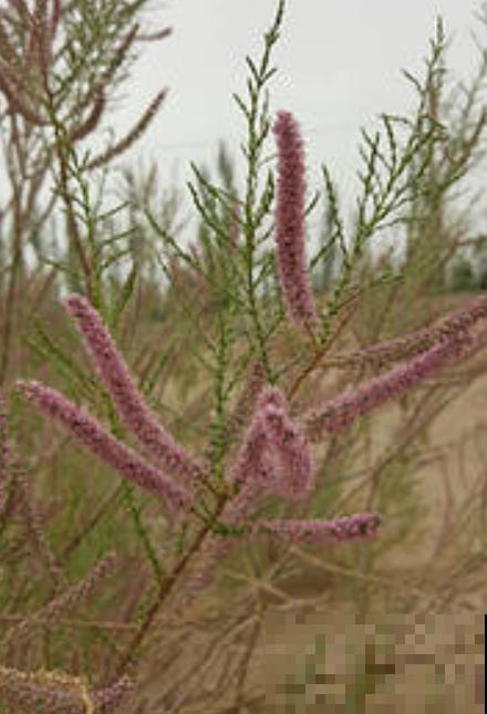 有种伟大叫红柳,生命力极强,一辈子与风沙作斗争! 有种伟大叫红柳,生命力极强,一辈子与风沙作斗争!