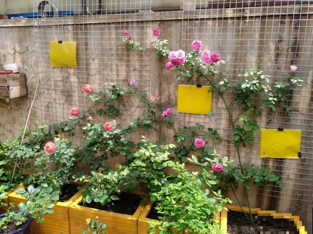 路过垃圾桶，捡走两个泡沫箱，回家扦插出了一大片花