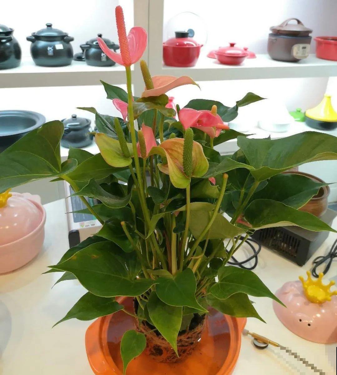 6种花水培更好,方便还干净,开花一串串 6种花水培更好,方便还干净,开花一串串