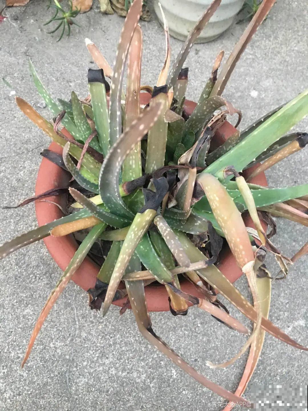 想省心就养这些花,没有病虫害,就爱开花! 想省心就养这些花,没有病虫害,就爱开花!