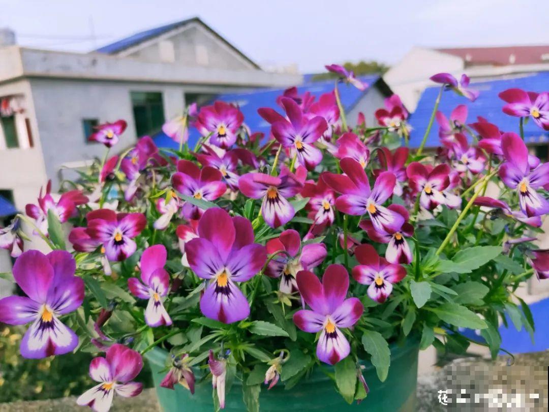 50种冬天开花植物,天冷了,照样冒花苞! 50种冬天开花植物,天冷了,照样冒花苞!