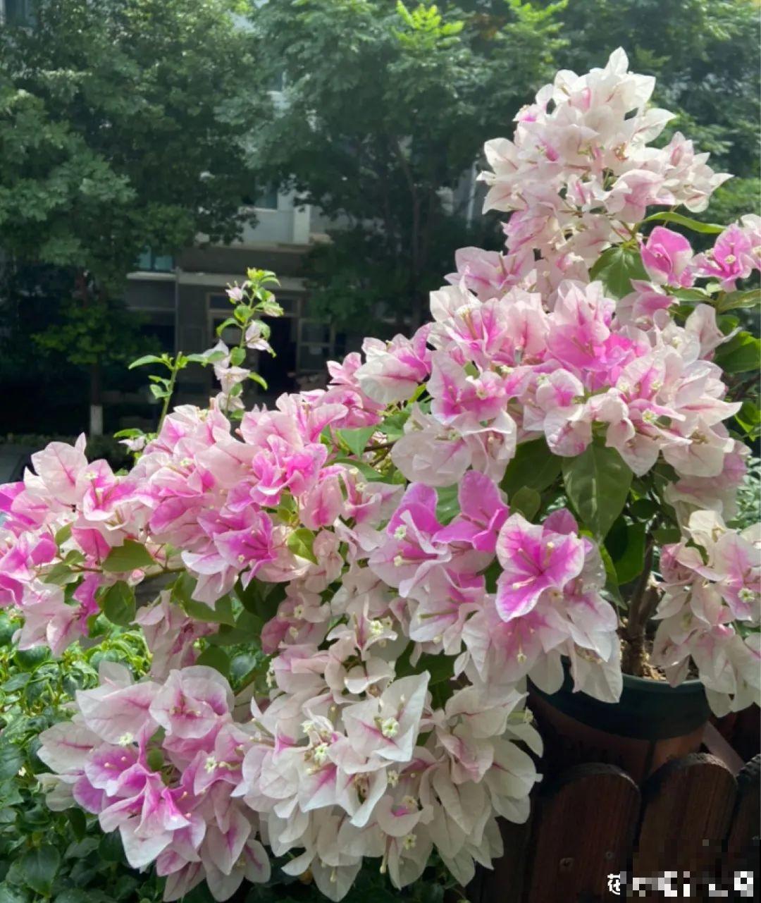 不同花卉耐寒程度不同,要根据品种来养护 不同花卉耐寒程度不同,要根据品种来养护