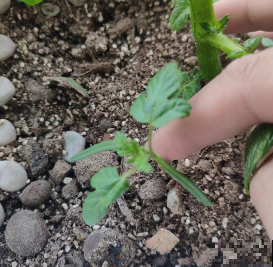 阳台种秋葵结果少？时间挑错了，合适的播种时间很重要！