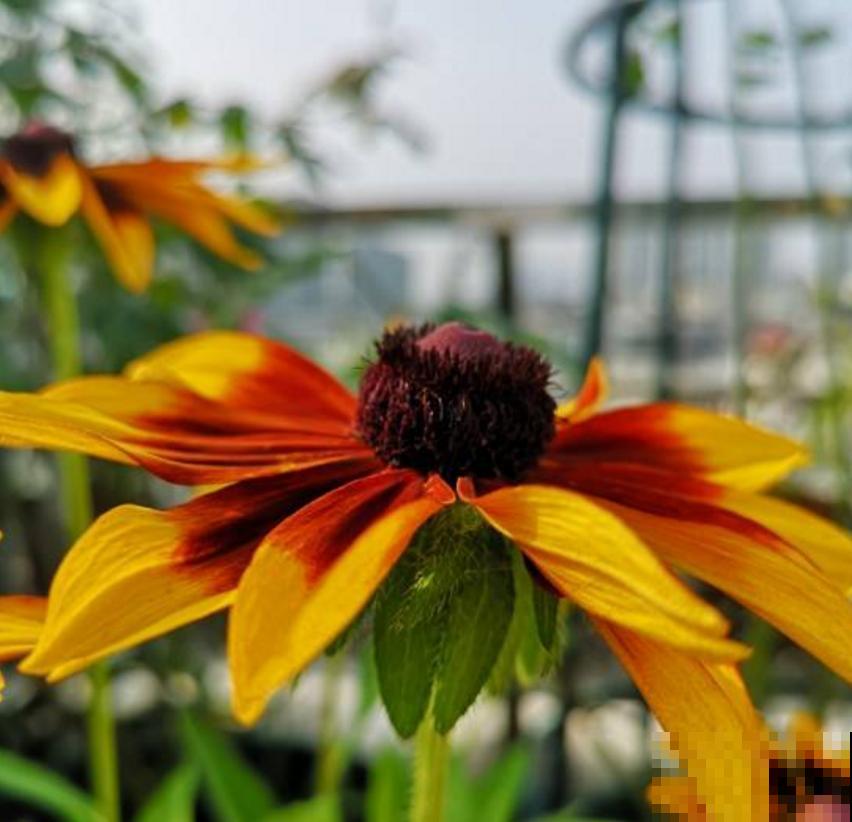 黑心菊特漂亮，院子里种一片黑心菊，太壮观！