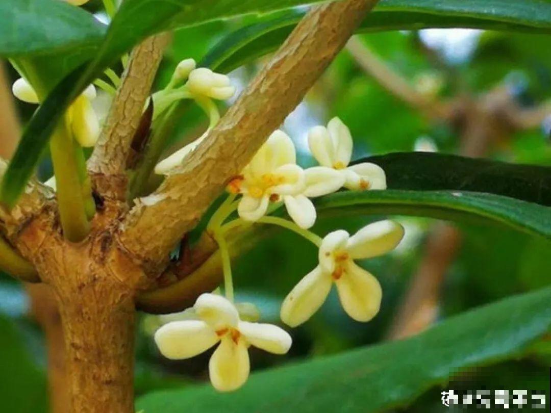 你在哪个城市，最适合养的花就是它！