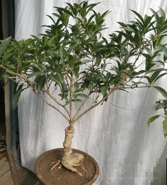 修剪时间要选准，现在修剪刚刚好，越剪越长！