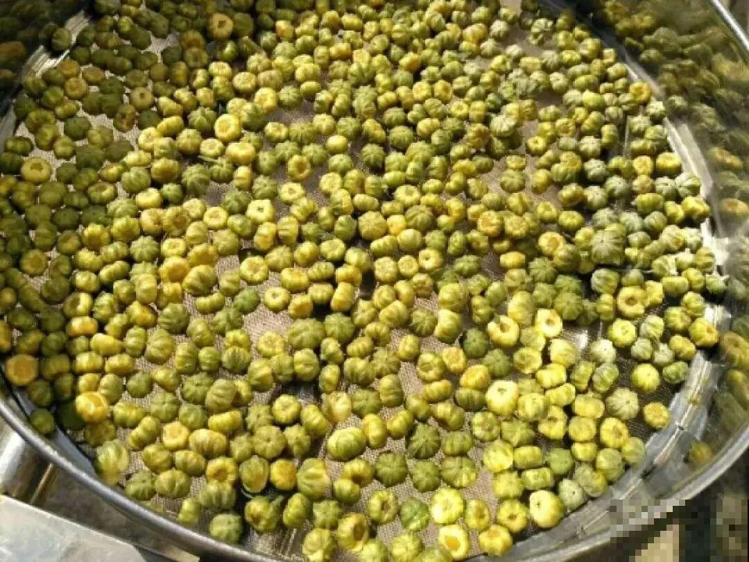 家养的花，开败之后还能炖，一点也不亏