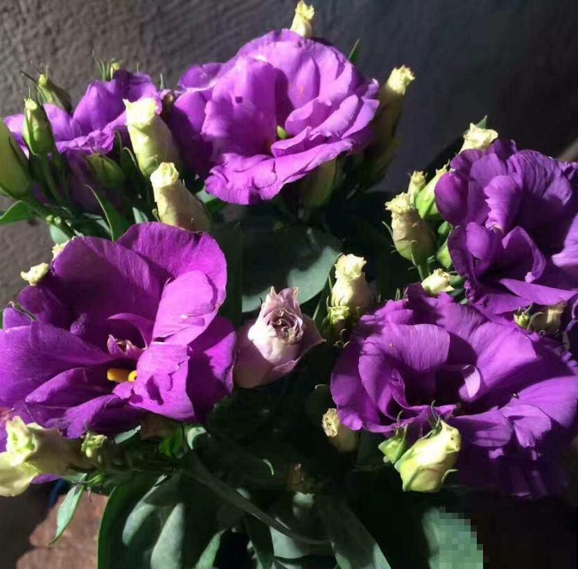 洋桔梗特漂亮，胜过玫瑰，种在阳台美爆了！