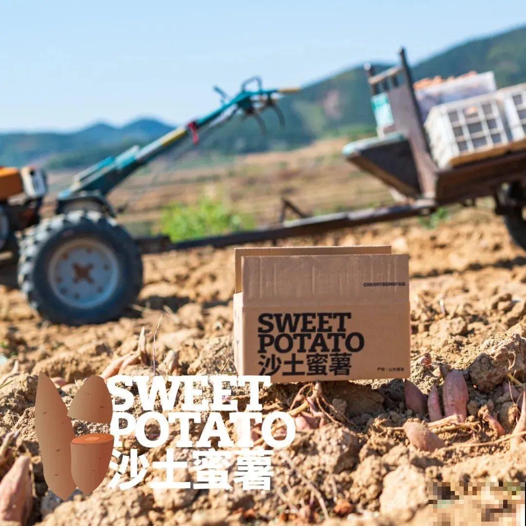 姐姐种的红薯，个头不大，却能流“油”，太香了！