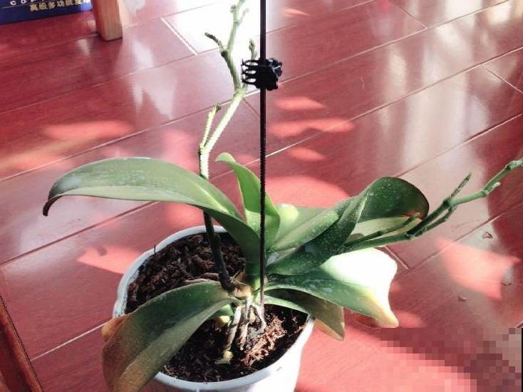 养花叶子突然发黄，赶紧救，还有希望！