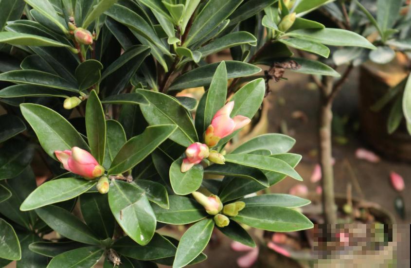 茶花疏蕾有讲究，时间、方法都不能随意，快学一学！