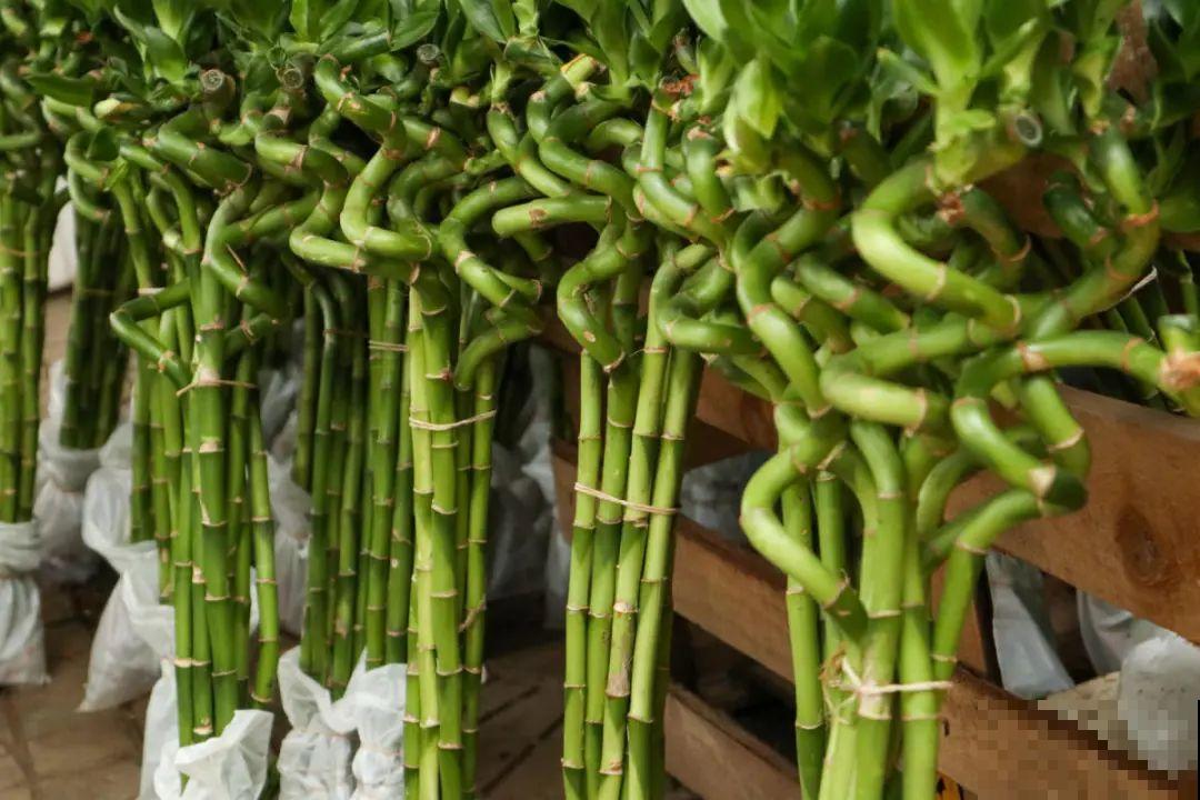 朋友送的富贵竹，长了快3米高，家里快放不下了