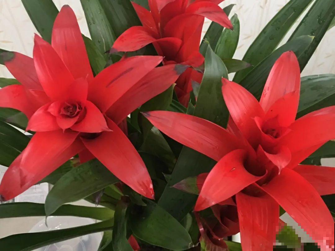 50种冬天开花植物,天冷了,照样冒花苞! 50种冬天开花植物,天冷了,照样冒花苞!