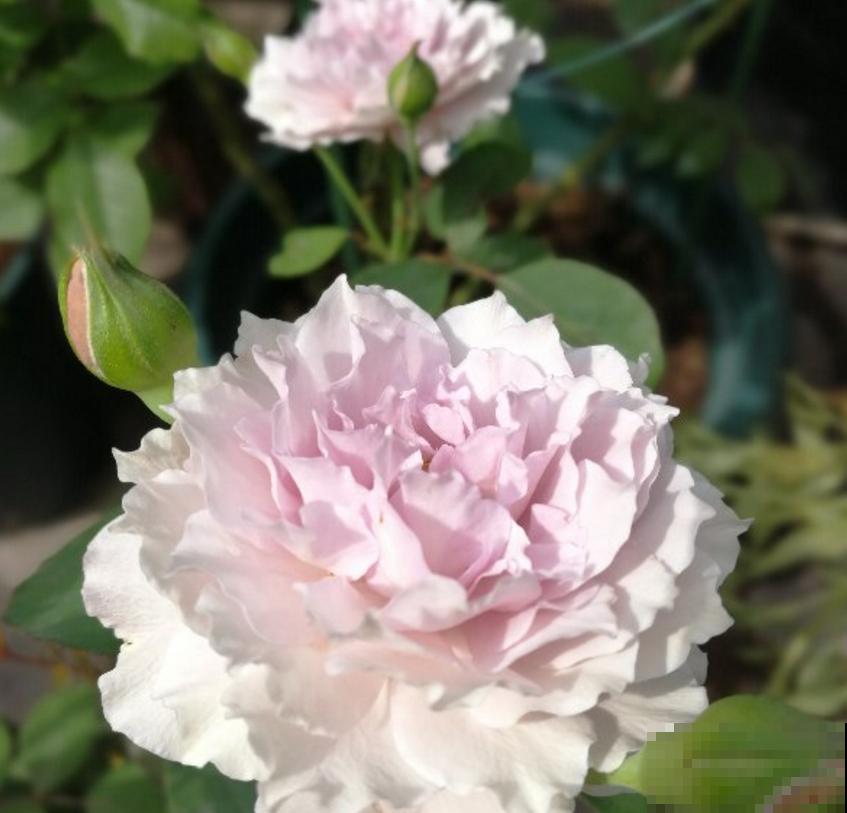 小型月季就选蜻蜓，花美气味香，隔着老远能闻见！