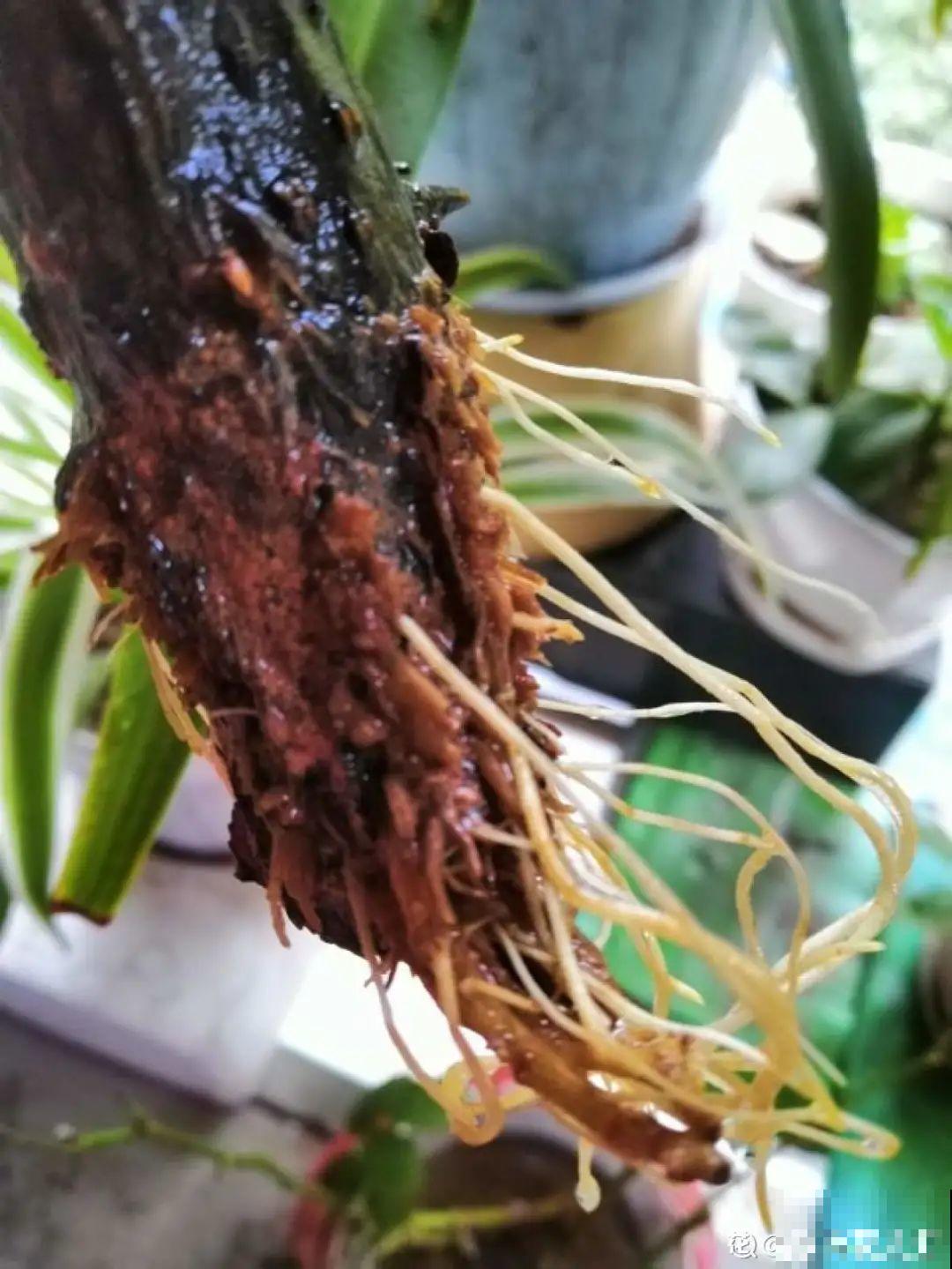 冬天扦插，只用一张塑料薄膜，就能长出小嫩芽