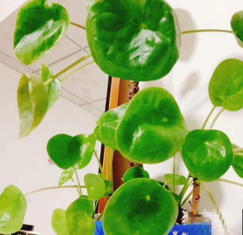 镜面草适合在家养，简单好打理，满盆都是“小绿伞”！