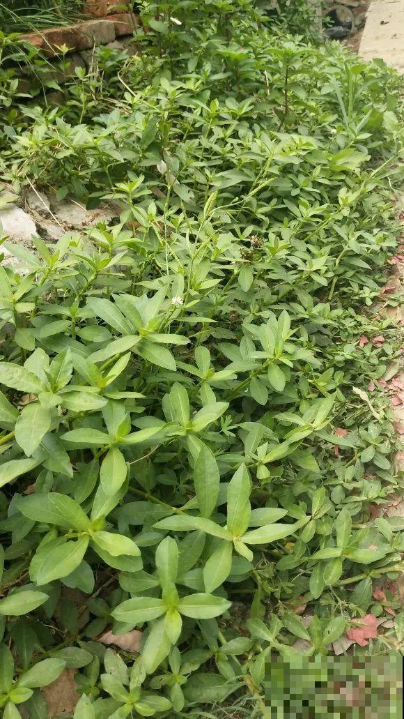 救命！入侵植物爬进院子，三年都杀不完！