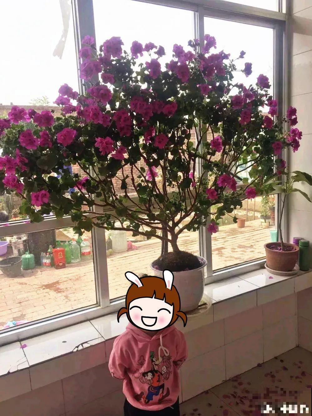 最大的长寿老桩,7年时间,养成盆景! 最大的长寿老桩,7年时间,养成盆景!