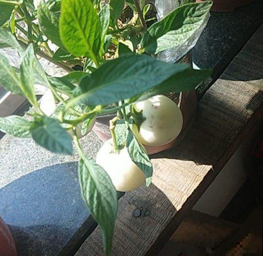 传说中的人参果,自家也能种,省老多钱了! 传说中的人参果,自家也能种,省老多钱了!