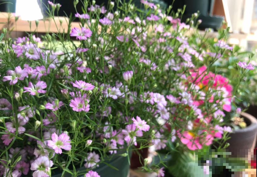 满天星干花不用买，自己就能种，干花、鲜花一起赏！