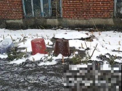 月季别剪了，剪完一杆全黑，今年都白养！